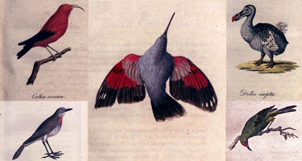 madarak manda illusztráció