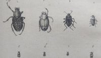 Piller szlavóniai utazásán gyűjtött bogarak ábrája